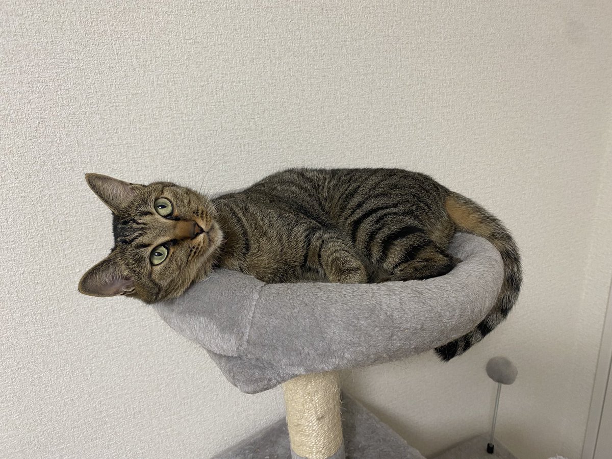 a_thin08's tweet photo. 最近やる気がおきない、、
ぽけ〜っとした毎日過ごしてしまう、、
とことん自分に甘いなあ〜そろそろ喝をいれます〜❗️みんなはどう過ごしてる〜😆 https://t.co/vwkqmWjdXU