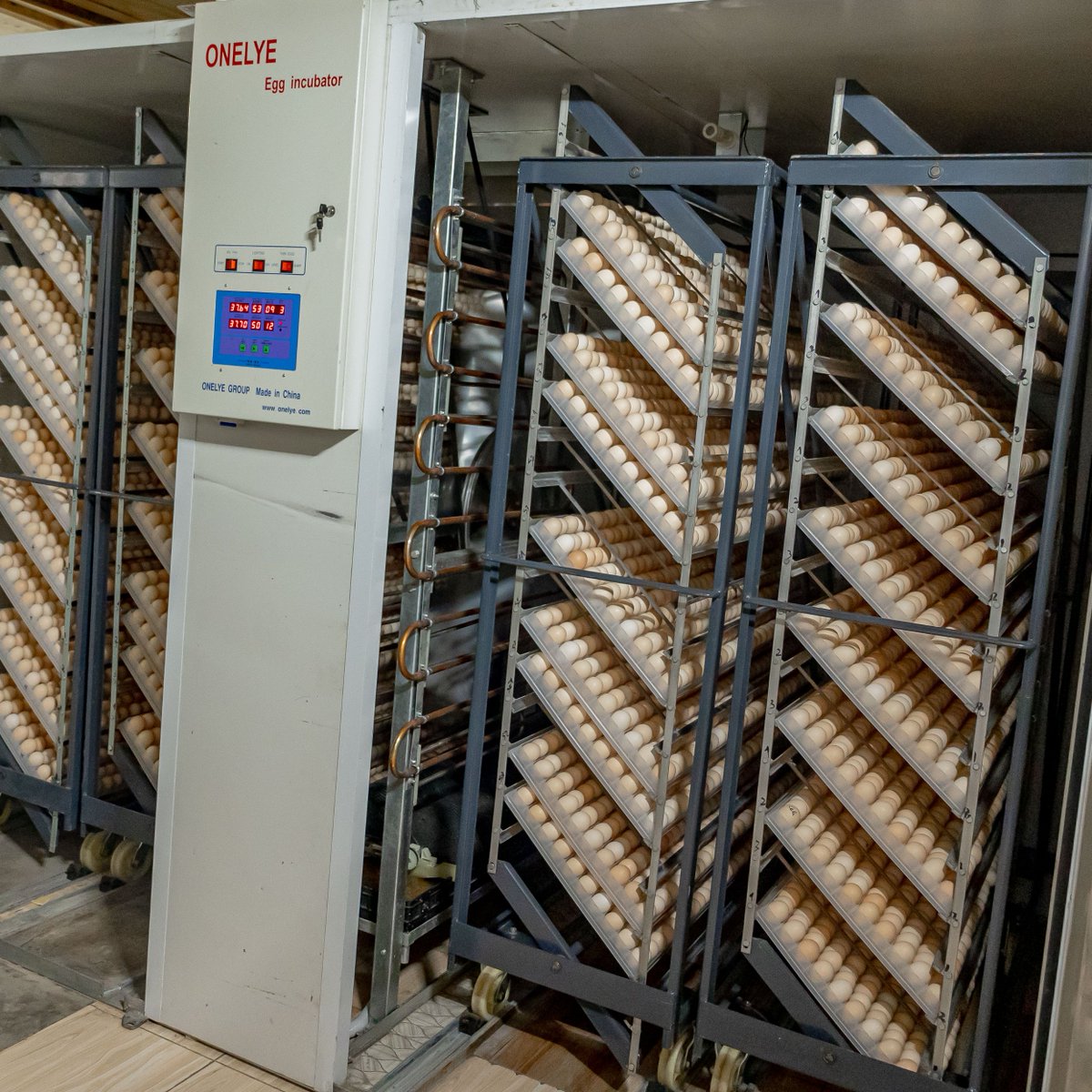 RwandaIndustry's tweet photo. Exciting News as Eddy Farm ltd too leveled up with a brand new,state-of-the-art automated set of hatchery equipment in #NIRDAOpenCallsProgram. Thanks to this amazing support from NIRDA-Enabel partnership, the company is now capable of producing 38,400 adorable chicks per month. https://t.co/2burzh3HvX