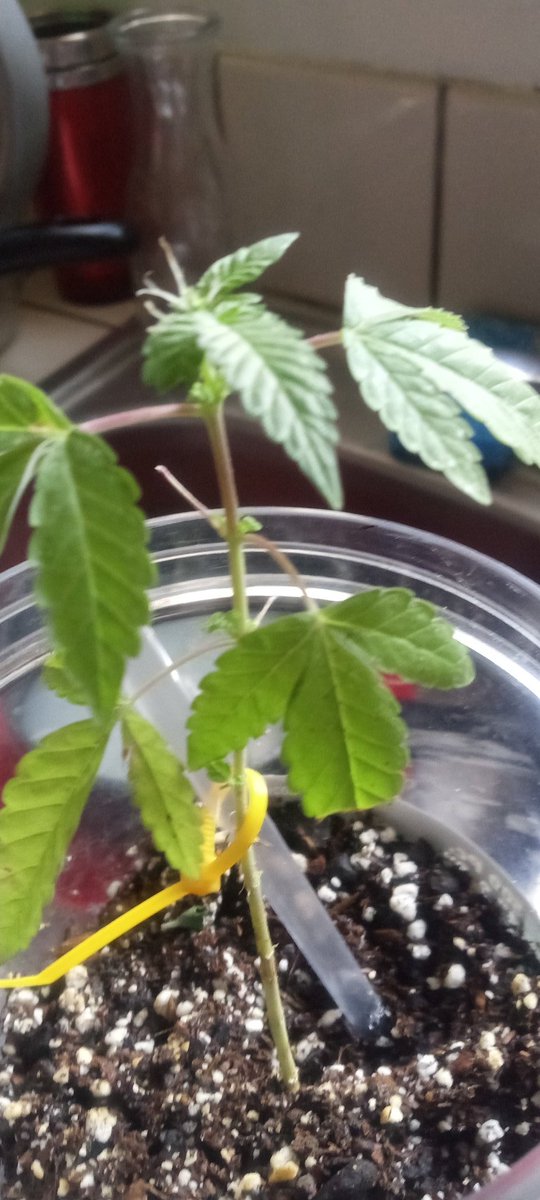 SherryPyatt13's tweet image. 