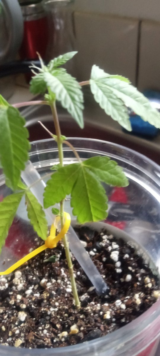 SherryPyatt13's tweet image. 