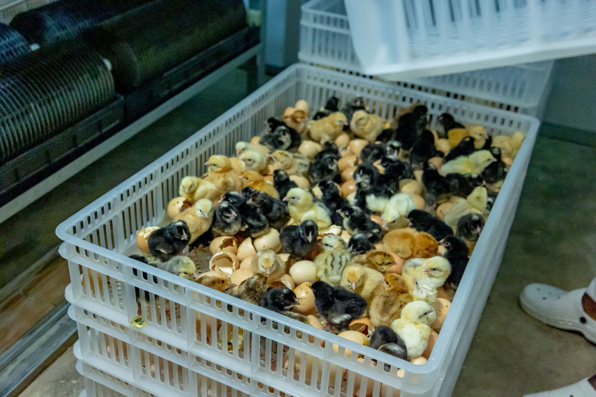 RwandaIndustry's tweet photo. Exciting News as Eddy Farm ltd too leveled up with a brand new,state-of-the-art automated set of hatchery equipment in #NIRDAOpenCallsProgram. Thanks to this amazing support from NIRDA-Enabel partnership, the company is now capable of producing 38,400 adorable chicks per month. https://t.co/2burzh3HvX