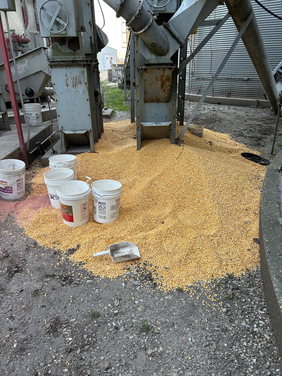 TripleEfarms's tweet image. Nothing better than a good old fashioned leg plugging. It’s a harvest tradition!
#farmerproblems #harvest23