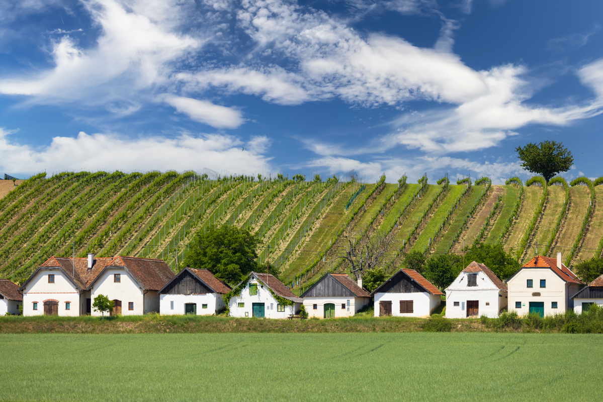 Hoy os llevamos en un #viaje por los paisajes arquitectónicos del vino. Y el viaje comienza en Mailberg (Austria).
🔗 Nuevo post en el blog: wine-merchant.com/blog/noticias/…
#viticultura #arquitectura #mailberg #viñedos #vino #winelover #wine #winearchitecture #architecture #austria