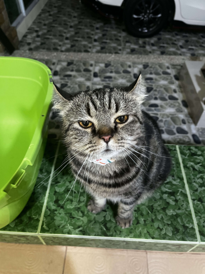 นี่คือเนโร แมวหนุ่มวัยสี่ปี

เนโรกำลังมองตัดสินคุณ

#NeroThirsty #เนโรหิวน้ำ