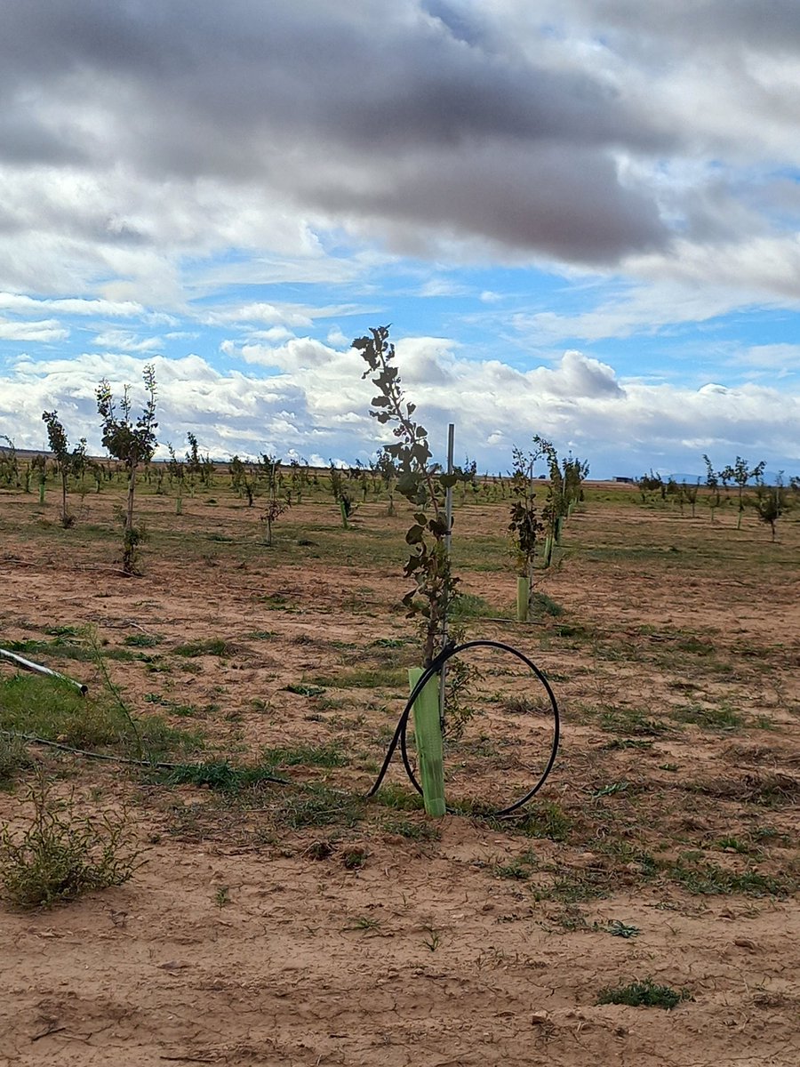 Santiago M. Barajas tweet media