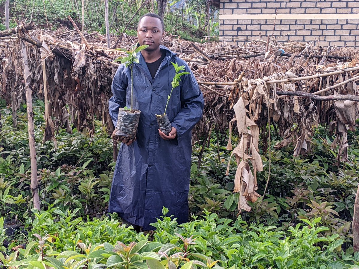 Together, we can nurture a greener to preserve our planet's green lungs. Each tree represents a step towards a sustainable future. 🌿🌎@YaleClimateComm @CorpsAfricaRda @REMA_Rwanda @IucnRwanda 

#EnvironmentalConservation
#TreeDistribution
#foodsecurity
#thisiscorpsafrica