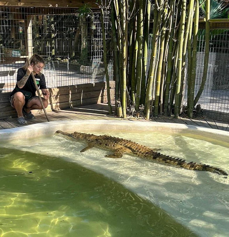 WildFlorida's tweet photo. #Crocsquad Morgin target training with Sophia, our Orinoco Crocodile. ๐
๐ธ: @morginw https://t.co/FGttdGT9Qu