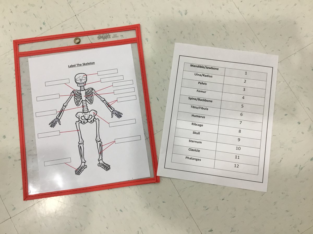 PE_Sully's tweet photo. Label The Skeleton (Grade 4 and 5) https://t.co/i2gGc9irgF