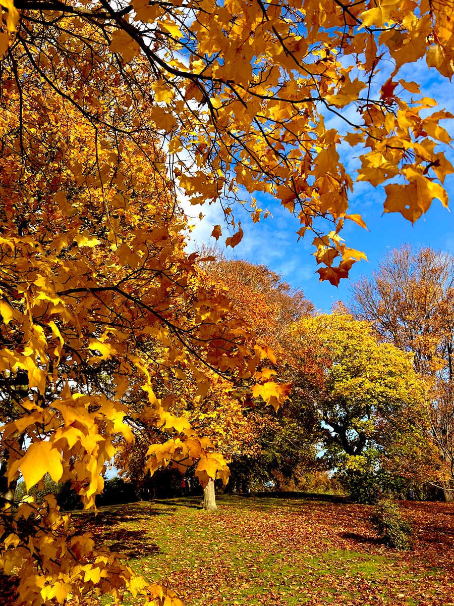 Fantastic autumnal colours in Scotland 
#trees #leaves #autumn2023 #November2023 #ThursdayThoughts #fallcolors #autumnal