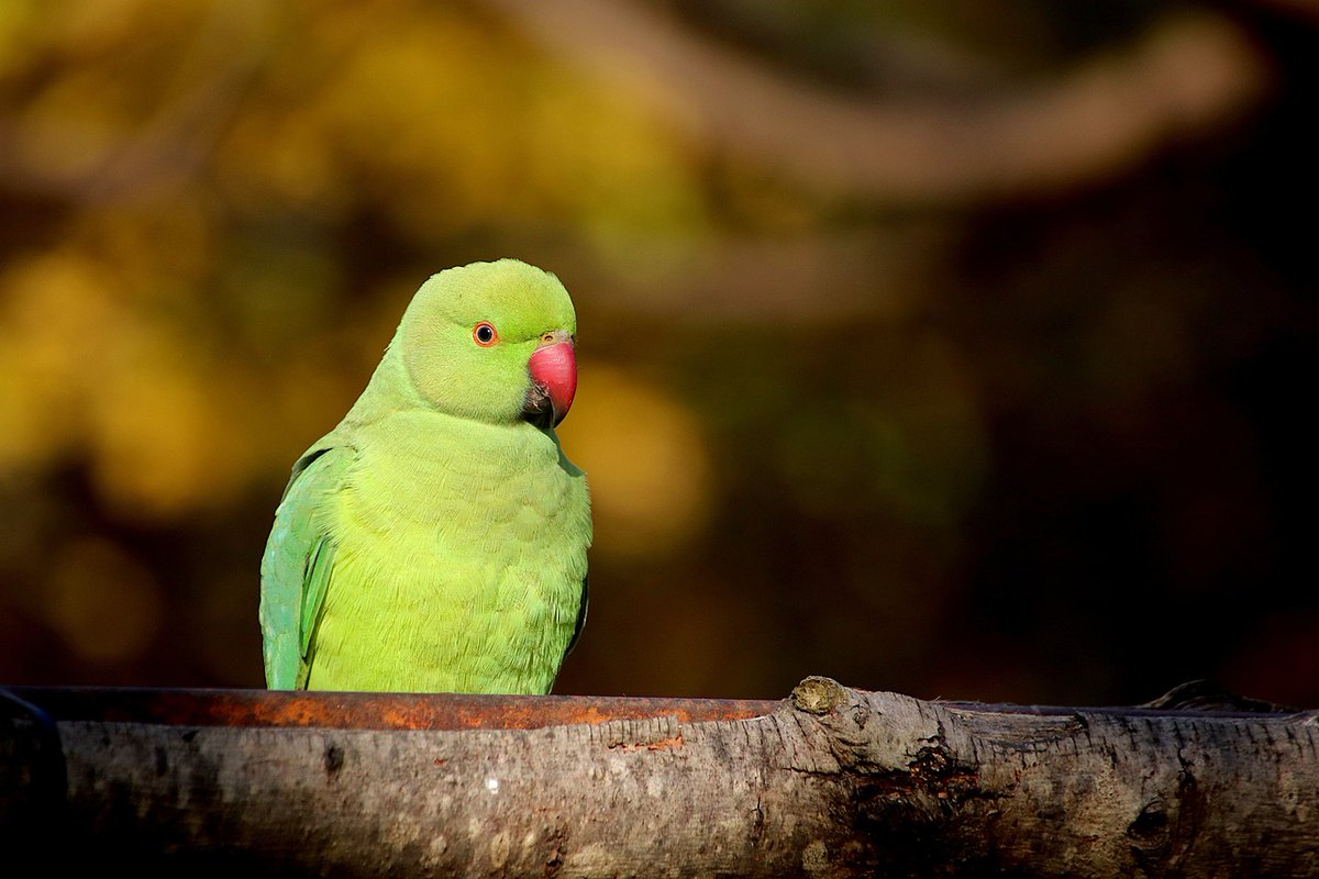 Did you know that between the years of 1995 and 2020 the population of the ring necked parakeet in the UK increased by an incredible 1935%? Find out more about our green friends in this week's newsletter! mailchi.mp/4d5c9ab09305/w…