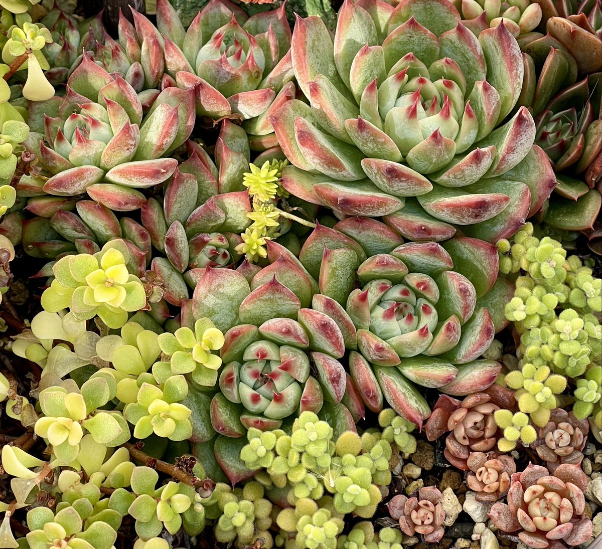 Tomo_119_'s tweet photo. たまにはタニラーらしい写真も│ε:)_🌱
11月なのに暖かくてメダカも元気𓆛𓆜𓆝𓆞𓆟 https://t.co/zBAf9BBxpw