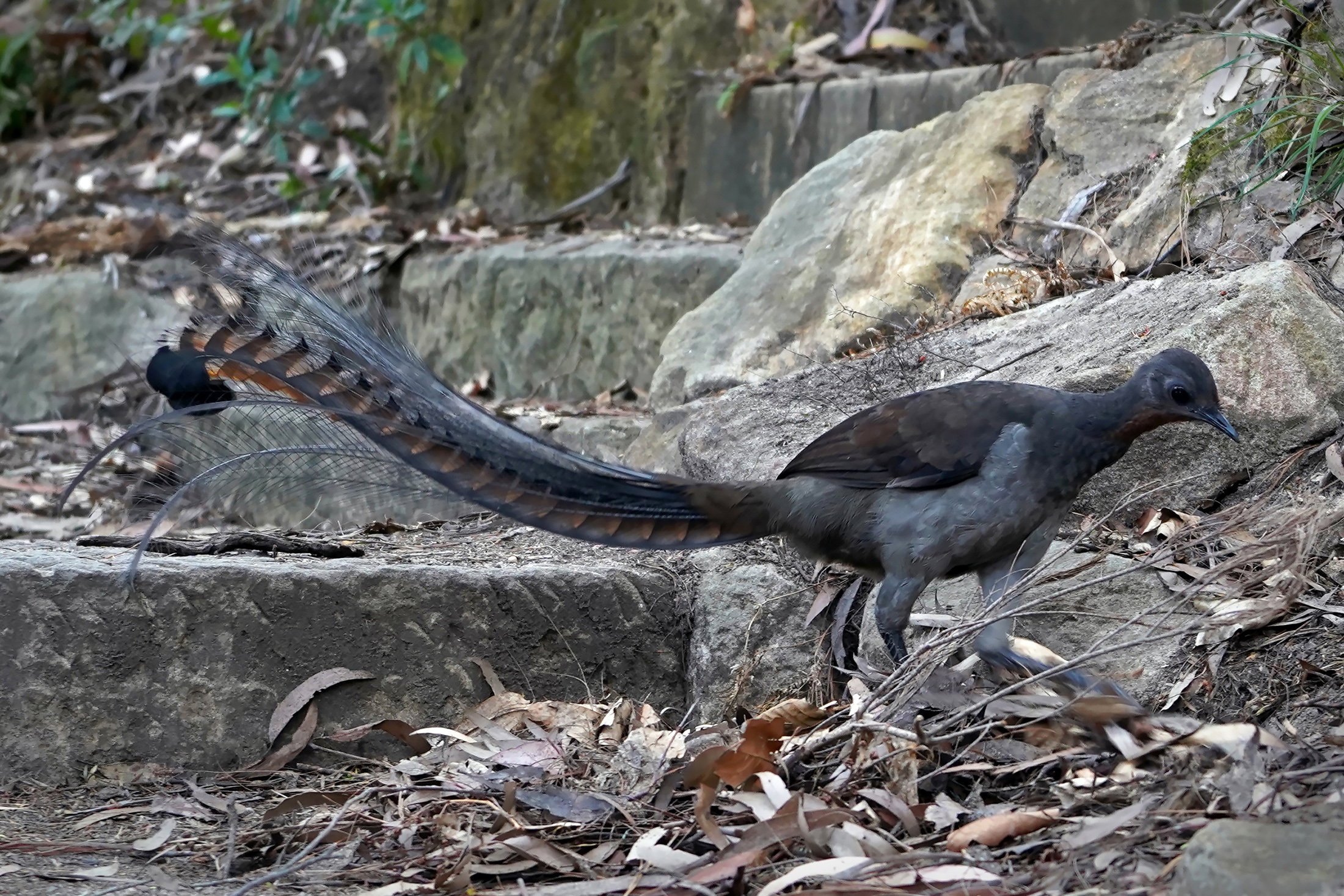 Peter Godfrey-Smith on X: Superb Lyrebird, with a glorious tail