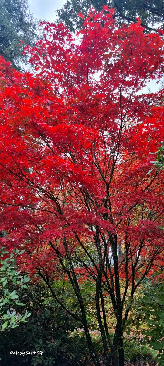 Herbstspaziergang...🍂🍁
