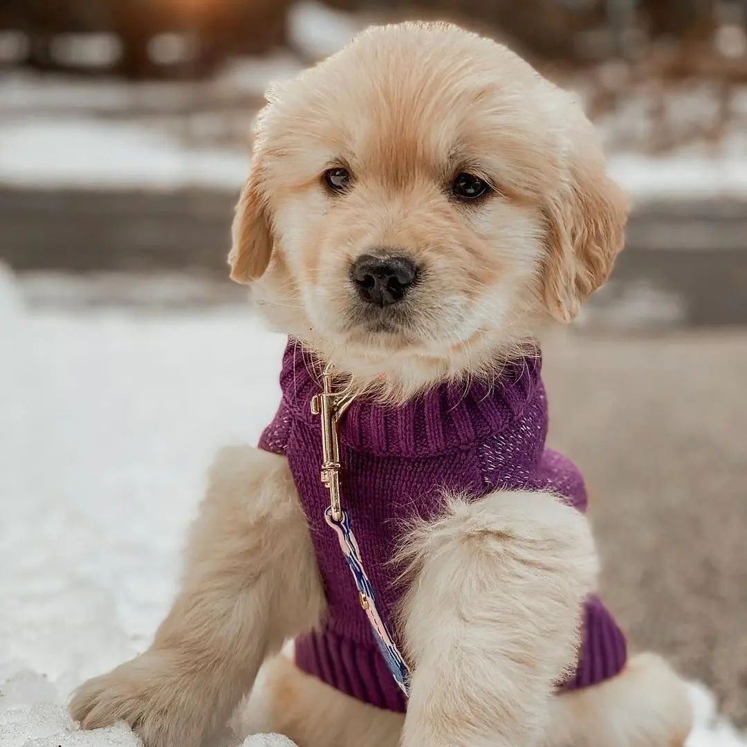 Great picture 💕🥰
#great #puppylove