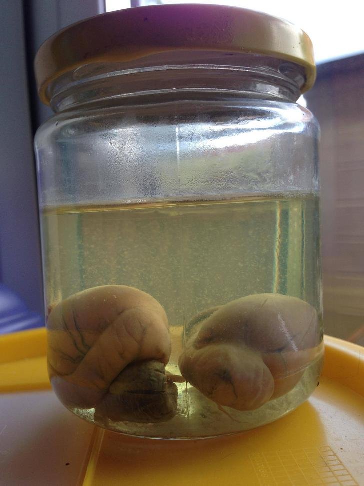 Stuc Vaugirard, trublion 🦅 tweet media