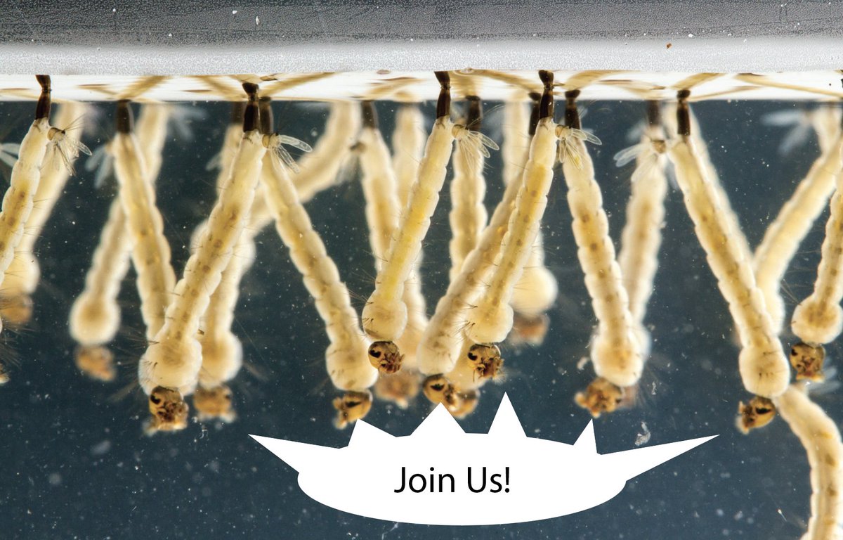 The Sorrells Lab is hiring a lab manager! Exciting projects on mosquitoes, excellent benefits through HHMI, and great colleagues. Please RT hhmi.wd1.myworkdayjobs.com/en-US/External…