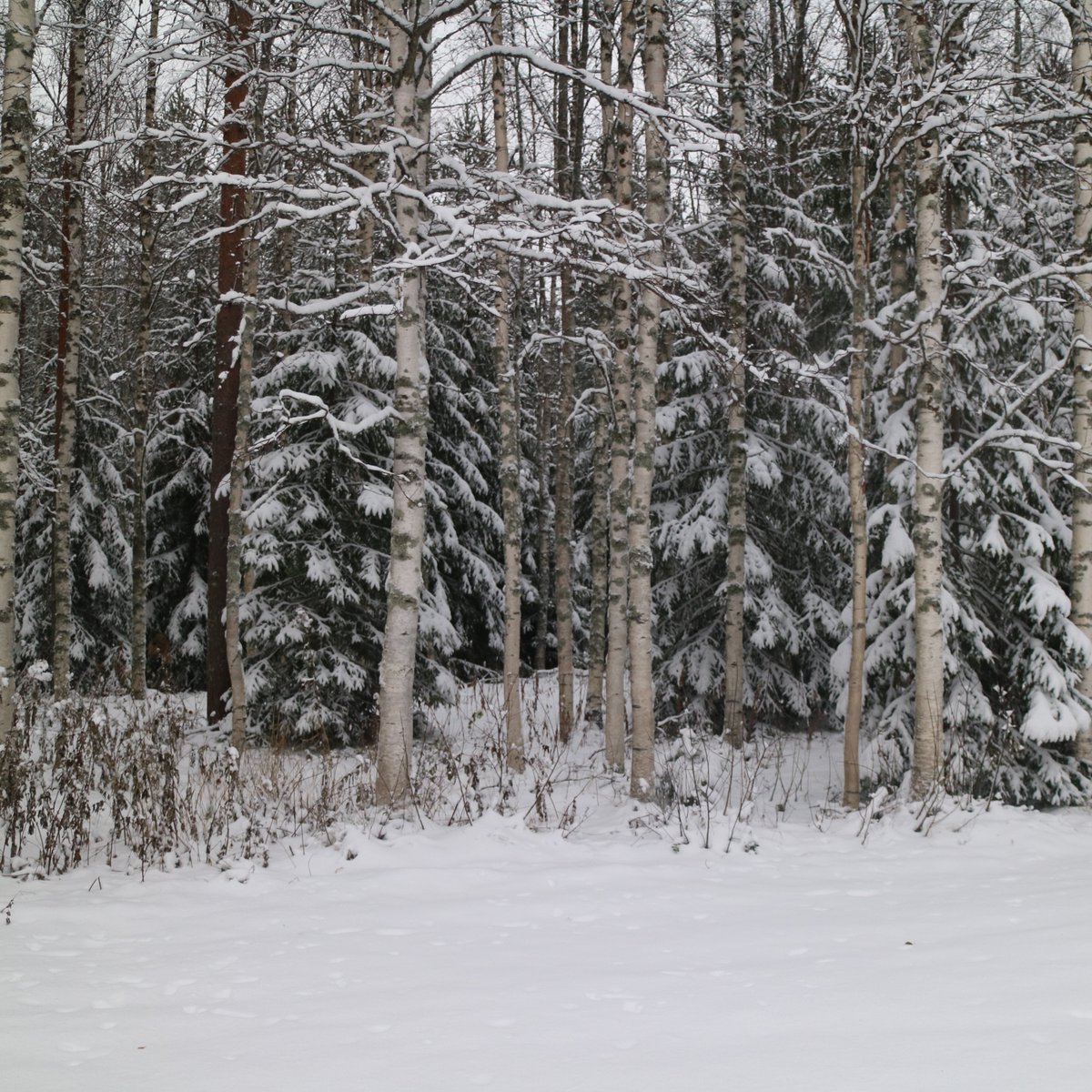 annefinn88's tweet image. Winter came! ❄ #wintercame #winterview #winterwonderland #snow #lumi #nature #finland #november #marraskuu #torstai #Thursday