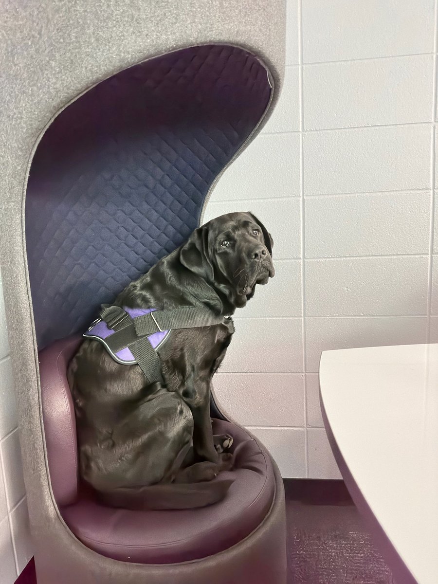 Football is over and Cal finally gets to return to brightening the hallways of <a href="/RMHSMUSTANGS/">Rolling Meadows HS</a> !  He even got the comfy seat at today’s PLC meeting.  Spread happiness today buddy!  #therapydogsrock #rmhs #CaltheMustang