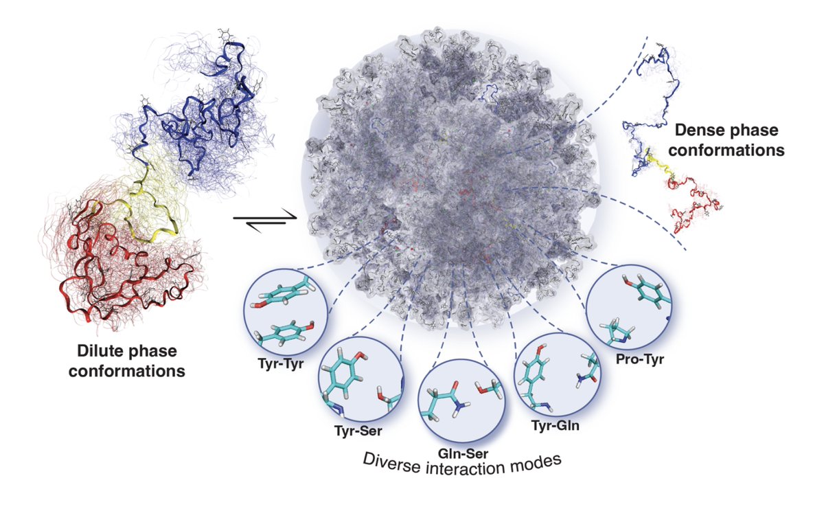 Jeetain Mittal (@jeetainmittal) on Twitter photo Happy to share our work in collaboration with Libich Lab (directory.uthscsa.edu/academics/prof…). <a href="/kandarp_sojitra/">Kandarp Sojitra</a> led the computational part to complement Courtney Johnson's amazing NMR work. Happy to share our work in collaboration with Libich Lab (directory.uthscsa.edu/academics/prof…). <a href="/kandarp_sojitra/">Kandarp Sojitra</a> led the computational part to complement Courtney Johnson's amazing NMR work.