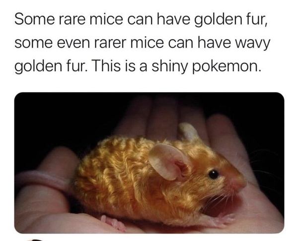 WholesomeMeme's tweet photo. https://t.co/n27EtcJkLH