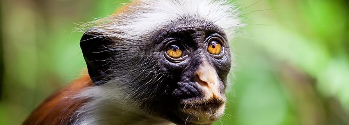 Murchison Falls National Park tweet media