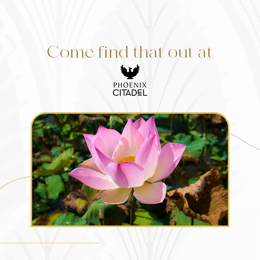 In every petal there lies a story of grace and beauty.🧚‍✨

Visit Phoenix Citadel and soak up the beauty of our Lotus decor!🌷

#PhoenixCitadel #LotusDecor #KingsDiwali #ShopYourFavourites #ElegantDecor #MallDecor #ShoppingMall #ShoppingExperience #LotusFlowers #Decor #Indore