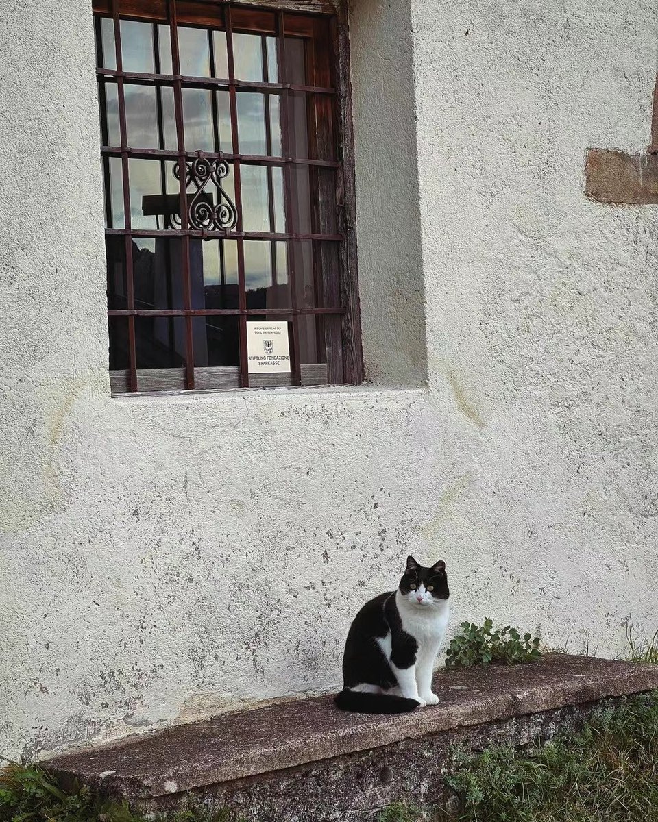 SmithVitas's tweet photo. A cat . https://t.co/eZCSC4zjpG