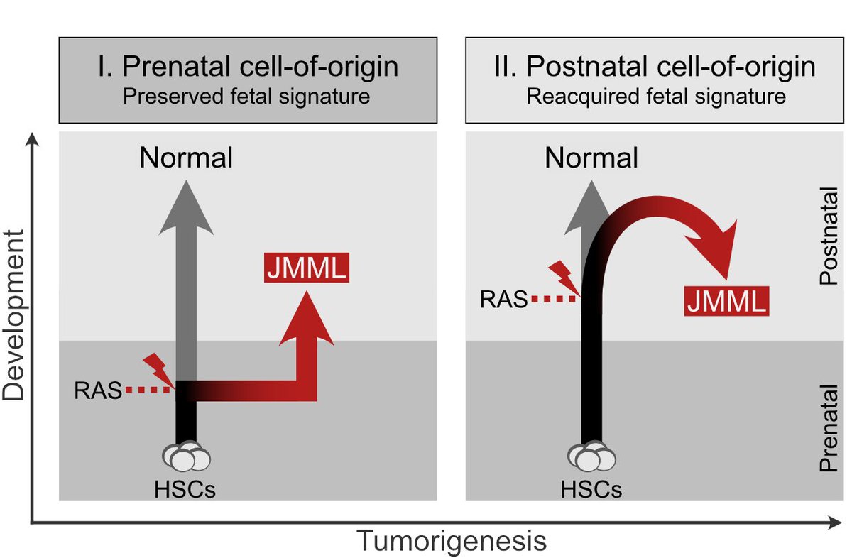 TransCanEpi's tweet image. Exciting findings in #childhoodcancer

#oncofetal reprogramming of postnatal #stemcells and CD52 as a novel therapeutic target in #pediatric #leukemia

New preprint from our lab by
@mp_hartmann
@MaxSchoenung
@dblipka1 

biorxiv.org/content/10.110…