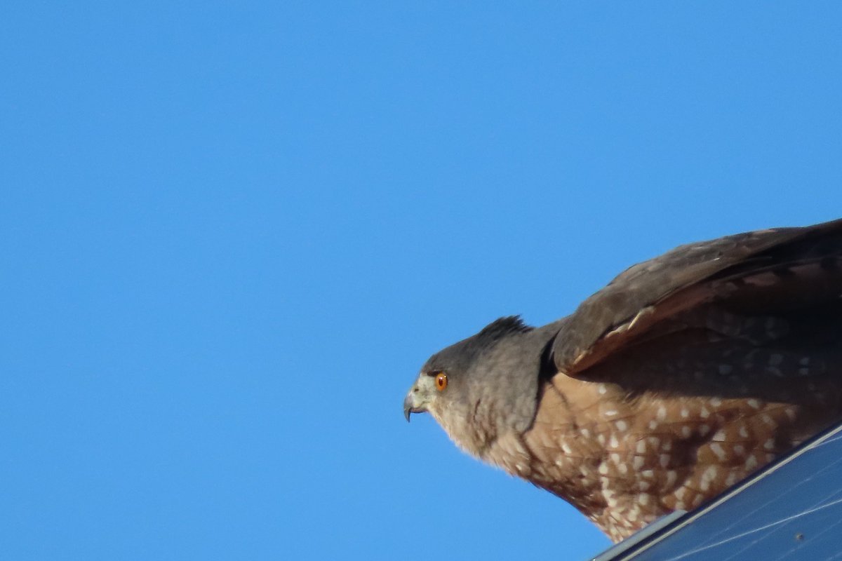 #MyBirdPic 
At this time of the year and specially during winters from past few years this pretty cooper #hawk comes on the roof of the house right behind mine. Look at the first pic as if he’s saying ‘I see 👀 you’. I am so glad to see him most of the mornings from my window🕊️