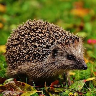 bridtowncouncil's tweet photo. Please check bonfires this weekend before lighting to ensure that nothing is hibernating in the piles of gathered debris!  If hedgehogs are out and about and is small it will most likely need help. Please message/contact Jo on 07717552624 or Ruth on 07941314459 https://t.co/DelzVsQkUc