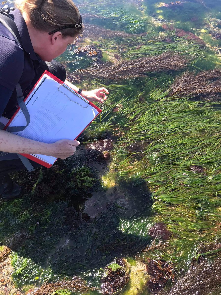 beepresearch's tweet photo. We are so excited to attend the Seagrass Symposium in Plymouth next week 🌱
@claremarshall_ will present our @beepresearch Bailiwick Eelgrass Exploration Project (BEEP) which is an #eelgrass #seagrass #citizenscienceproject
‘Led by volunteers, for volunteers’
🌱🌱🌱 https://t.co/oDTOEPJUlF