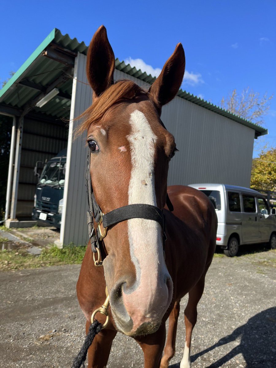 muramura92111's tweet photo. ハルダヨリ2022の馬名を募集します！応募される方は…

①馬名　
②スペル（言語）
③意味

を明記の上、コチラへのリプライをお願いします。関係者や友人にも募った上で決めますので皆様のご意見＆ご要望が必ずしも反映されない事はご理解ください。期限は6日(月)18時まで。ご応募お待ちしています！ https://t.co/OfpzlyHMry