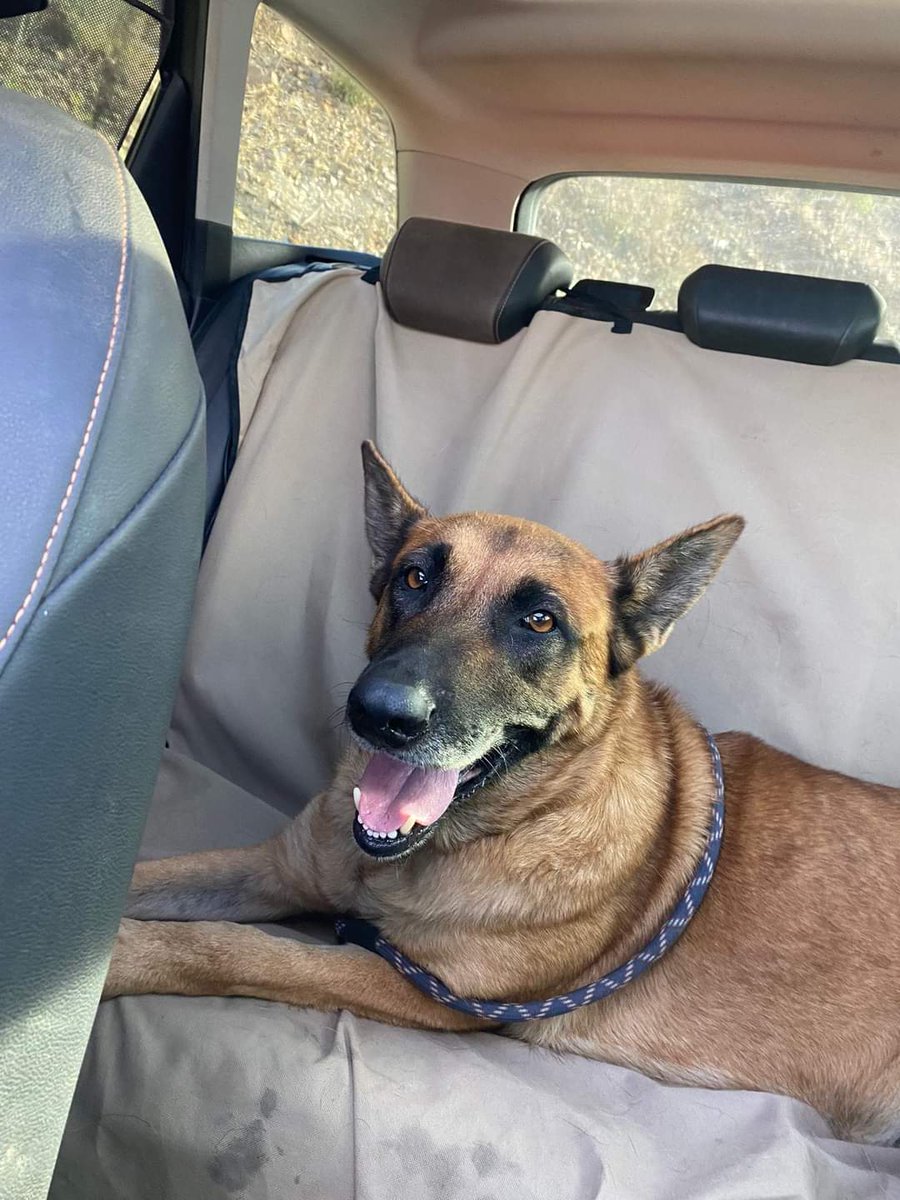 perrosdemalaga's tweet photo. ENCONTRADA EN MÁLAGA

Perra hembra encontrada en ctra Colmenar - Los montes de Málaga. 

Si es tuya o sabes de quién es, contacta al 
657936503

Por favor, comparte y difunde, su familia la estará buscando. Muchas gracias 🙏 https://t.co/1F0hIN7HOJ
