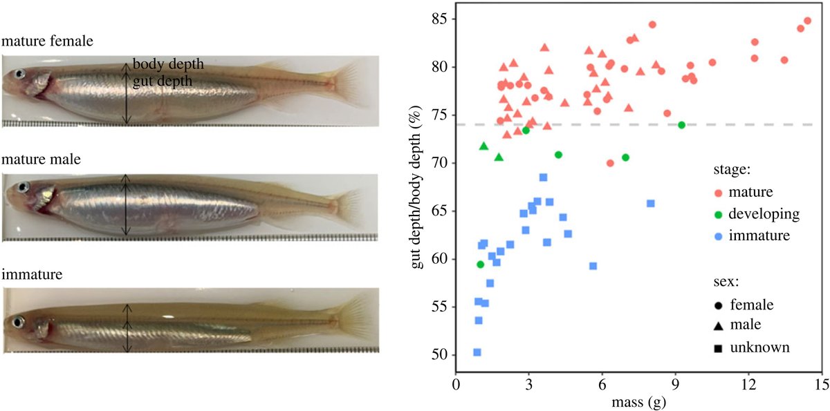 Supplemental #oxygen does not improve growth but can enhance the reproductive capacity of #fish #ProcB ow.ly/7SwW50Q3mV9 #OpenAccess @Timothy_D_Clark @ScheuffeleHanna @DeakinSEBE @deakinresearch #Physiology #Ecology