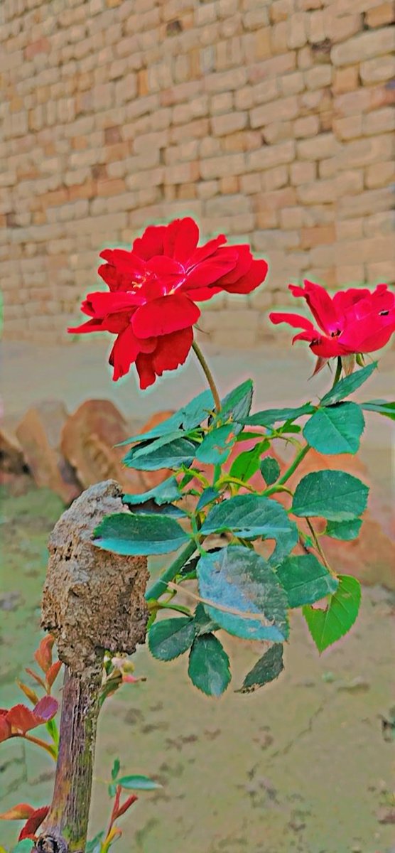 HasnainSahu3's tweet photo. محبت رندگی میں ایک حادثے کی حیثیت رکھتی ہے اور یہ حادثہ ان لوگوں کے ساتھ پیش آتا ہے جو اعلیٰ ظرف ہوں https://t.co/tVVPc5hsS2