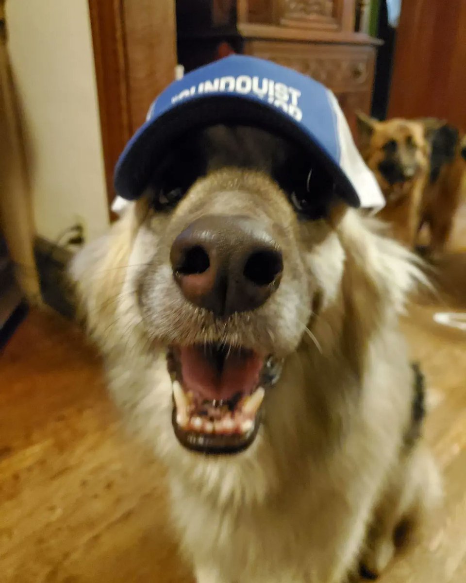 esundquist's tweet photo. This is Bear. When Bear isn't taking long walks on the Northside or getting belly rubs, Bear is reminding people to early vote at the Jackson Center today from 10am-6pm! #EarlyVote #JamestownNY #TeamEddie https://t.co/olxnYhCjXX