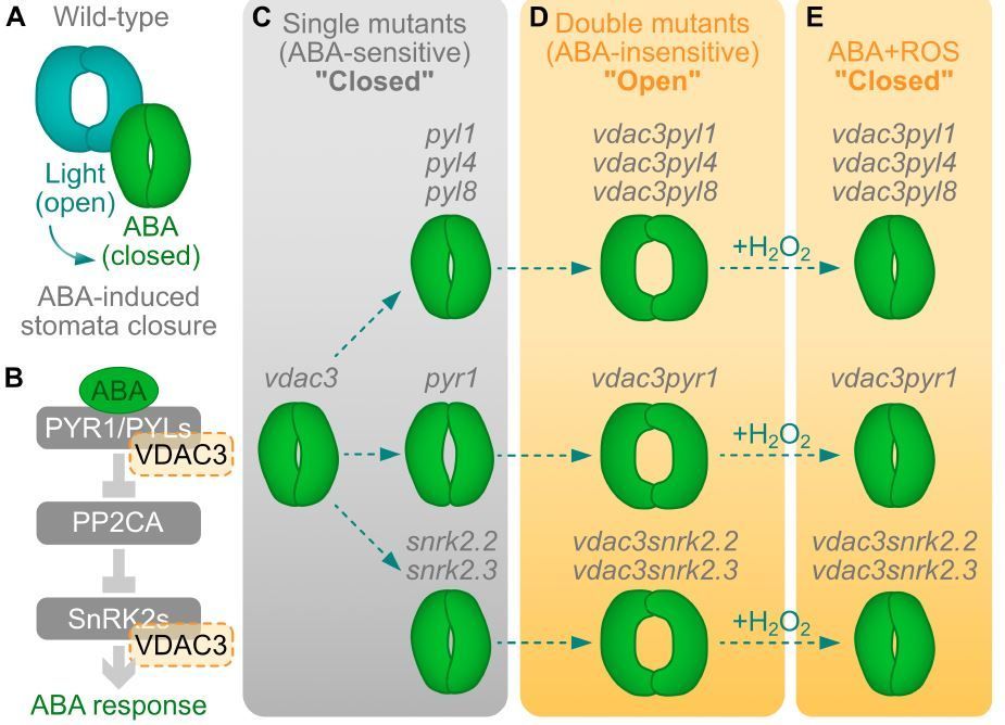 NEWS &amp; VIEWS:  The one that takes it all: The essential role of VDAC3 in the redundant control of ABA signaling (José Manuel Ugalde) buff.ly/47bRSCw <a href="/jmugaldev/">José Manuel Ugalde 🌱 jmugalde.bsky.social</a> <a href="/ASPB/">ASPB</a> #PlantSci