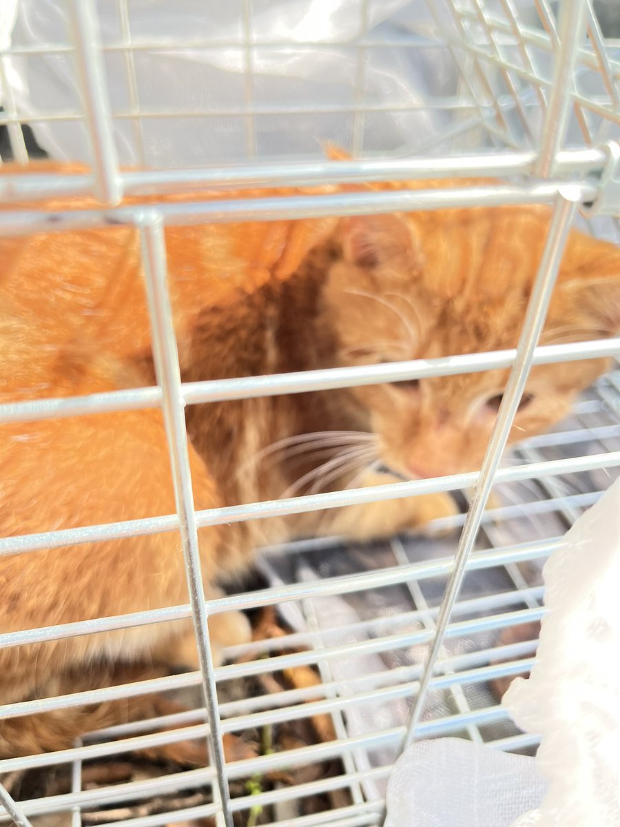 makinn37's tweet photo. 捕獲器一台で午前中
茶トラと三毛猫2匹捕獲！
2匹を置きにすぐ家に戻り
餌とトイレ、見守りカメラセットして
又現場へ
午後茶トラと茶白子猫2匹捕獲！
1日で一人で4匹捕獲‼️
頑張った私😭
4匹目の時は暗くなり
街灯もなく真っ暗闇…
怖すぎて辛すぎた… https://t.co/Jg6IzJBS9O