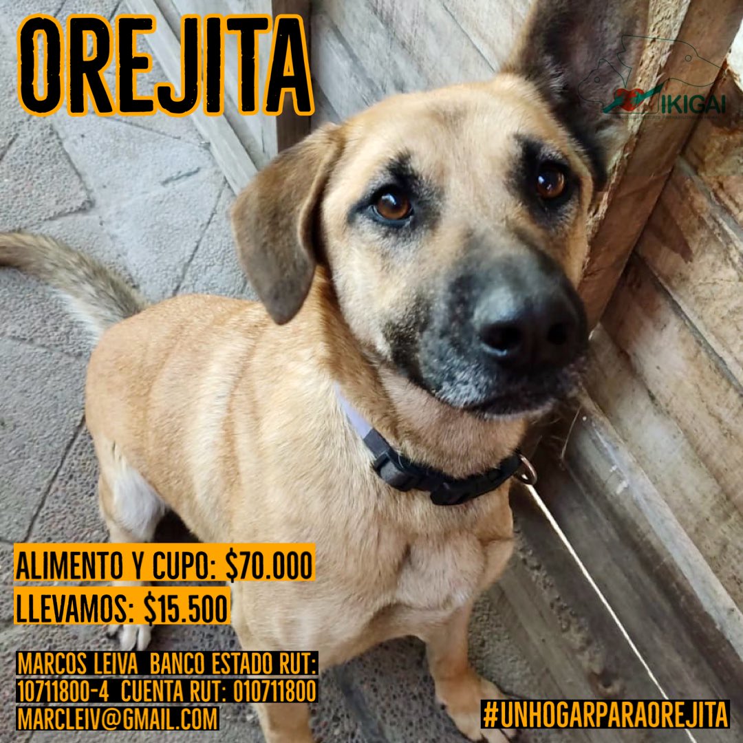 Cassata20's tweet photo. Buen día amigos, me atrase y recién hoy he podido lanzar la campaña de refugio ($40.000) y alimento ($30.000) de Orejita.
Esto es por cuidados que recibe Orejita en el espacio donde está. 
Algunos ya se olvidaron de ella pero nosotros seguimos constantemente difundiéndola. https://t.co/qN0thGmUNT