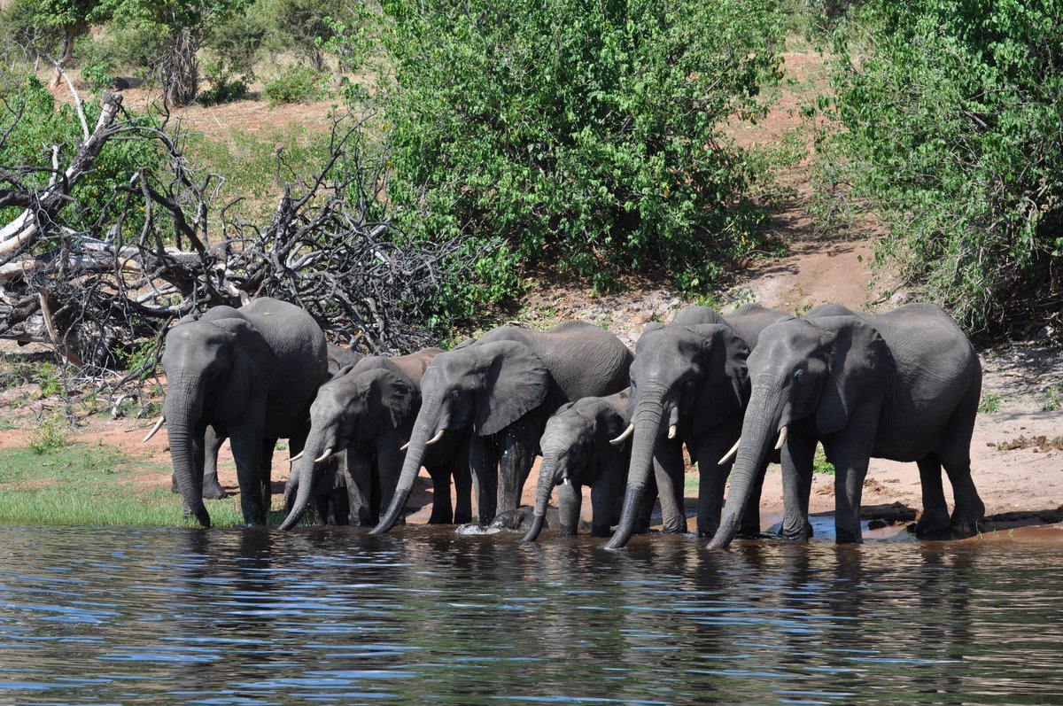 sTravelSpots's tweet photo. Chobe River in Botswana - synchronous drinking of these beautiful giants

#choberiver #chobenationalpark #botswana #elephants #wildlife #nature #africa #safari #travel https://t.co/viHbs6BwRq