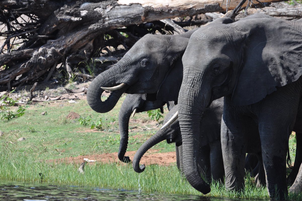 sTravelSpots's tweet photo. Chobe River in Botswana - synchronous drinking of these beautiful giants

#choberiver #chobenationalpark #botswana #elephants #wildlife #nature #africa #safari #travel https://t.co/viHbs6BwRq