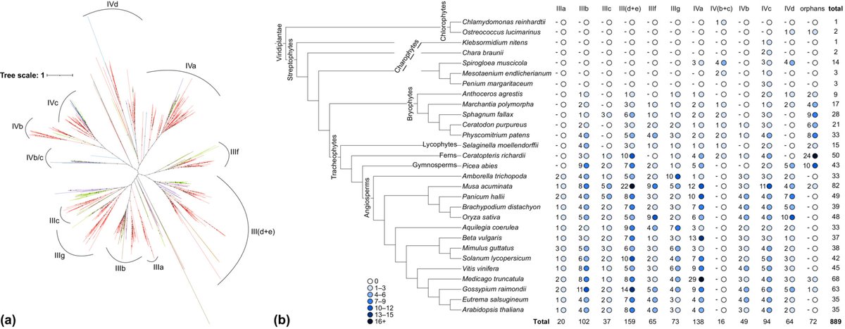 Phylogenetic analysis of bHLH classes III and IV in land plants and their algal relatives Read the Letter by @thea_kongsted @Beverley_CUBG 👇 📖 ow.ly/IxAr50Q3nhr