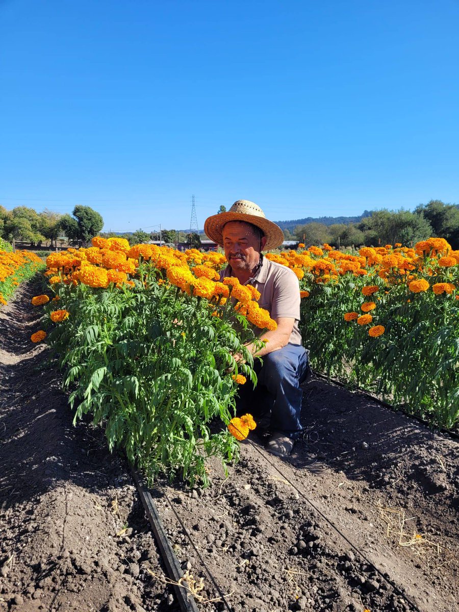UFWupdates's tweet photo. Ignacio tends to the marigolds he is growing in the central coast of CA. In honor of #DiaDeLosMuertos families create private altars to their deceased loved ones to attact their souls to receive prayers and well wishes. This multi day event has grown in popularity. #WeFeedYou https://t.co/2EW1Opdqom