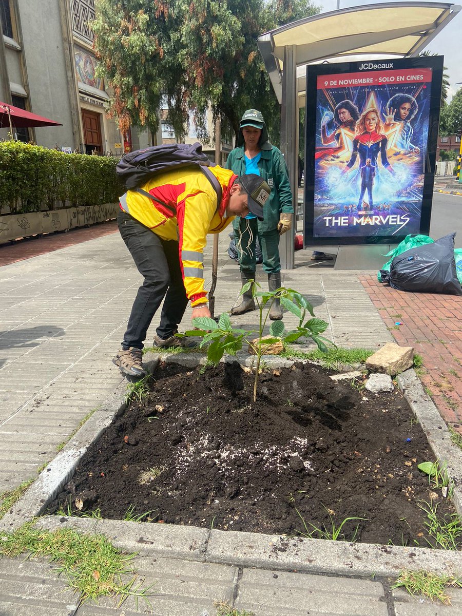 teusaquillo13's tweet photo. Además de embellecer, los #Ocobos mantienen los ríos limpios y sirven como refugios para la fauna, por eso, junto a @JBotanicoBogota plantamos 1⃣0⃣ árboles de esta especie, en diferentes puntos de la Calle 57 🌳🌼
Seguimos reverdeciendo y oxigenando a #Teusaquillo 💚 https://t.co/YHWEsIxygz