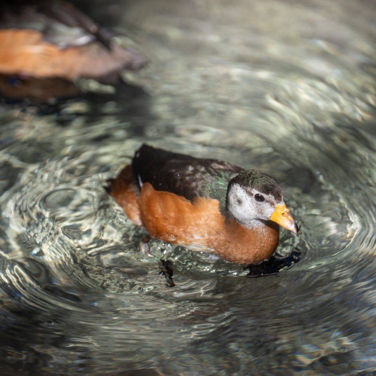 Centralflzoo's tweet photo. There's always something new and exciting to see at the Central Florida Zoo &amp; Botanical Gardens! Our newest residents this week are a pair of African pygmy geese. These small perching ducks only weigh about 9 or 10 ounces when fully grown. Come see these little ones in person! https://t.co/28T1CRi8On