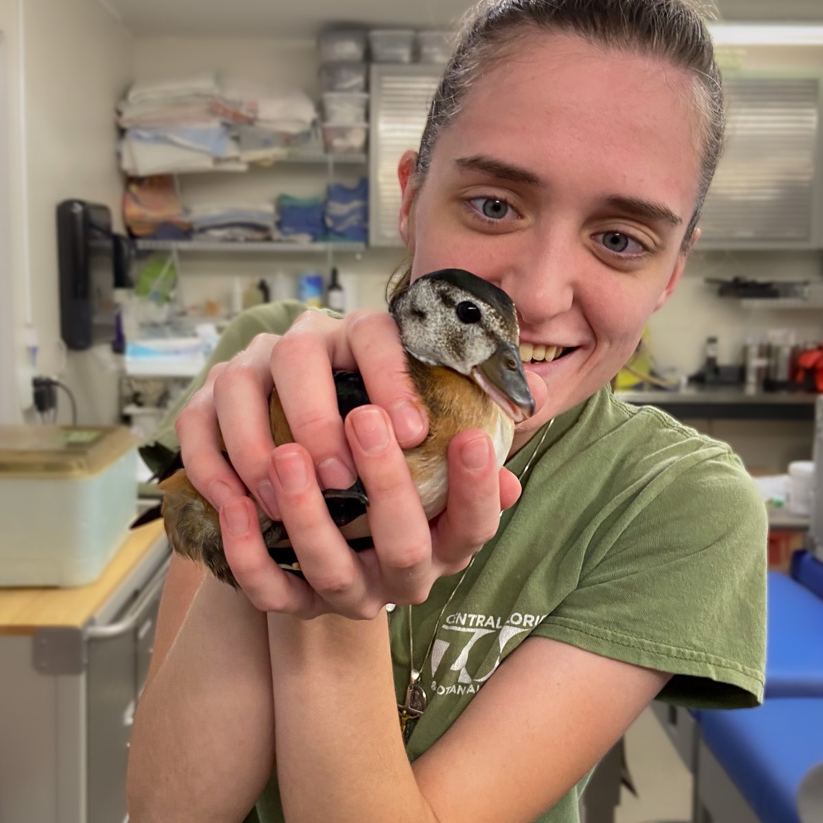 Centralflzoo's tweet photo. There's always something new and exciting to see at the Central Florida Zoo &amp; Botanical Gardens! Our newest residents this week are a pair of African pygmy geese. These small perching ducks only weigh about 9 or 10 ounces when fully grown. Come see these little ones in person! https://t.co/28T1CRi8On
