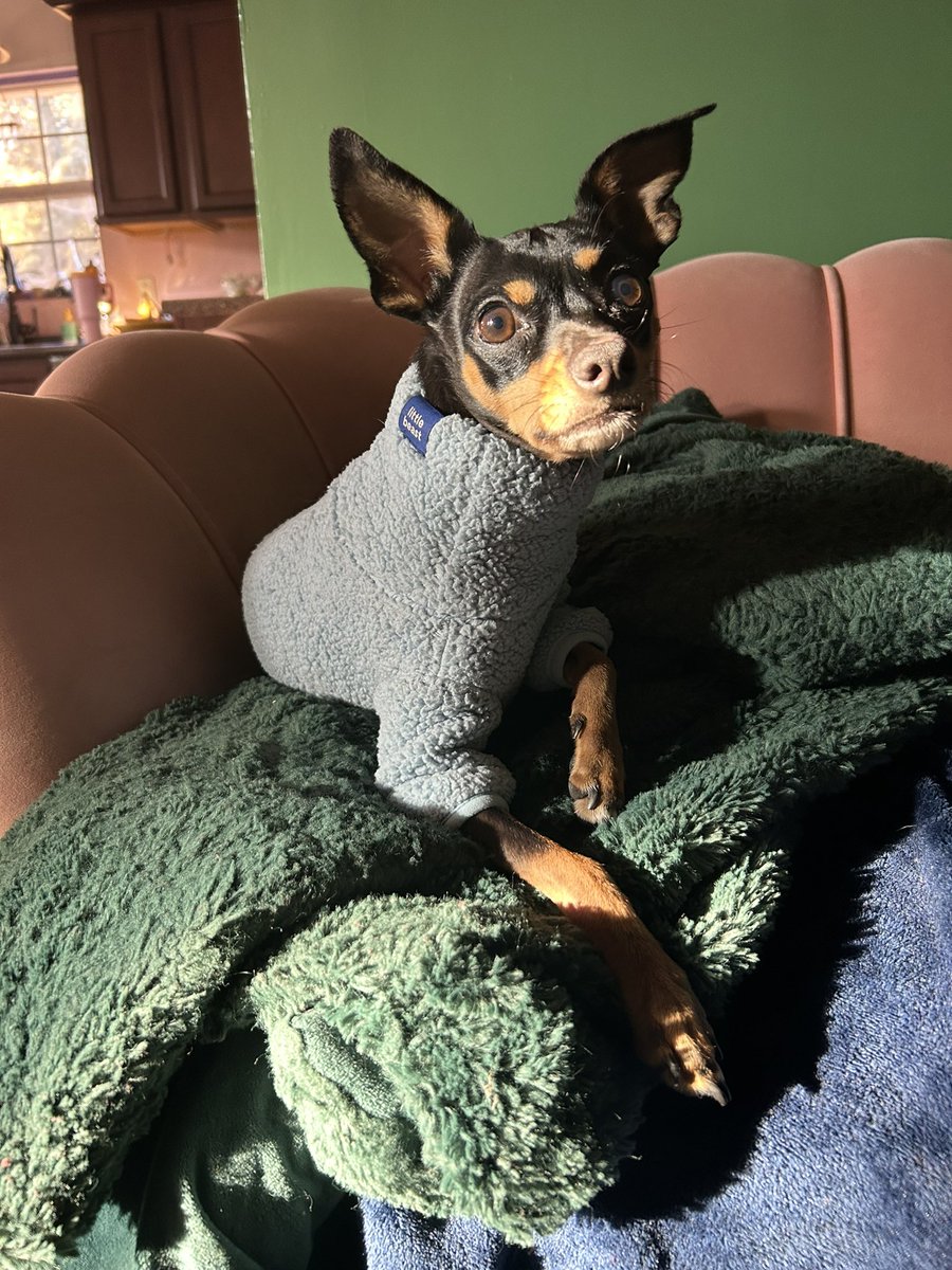 BLACKDOG tweet media