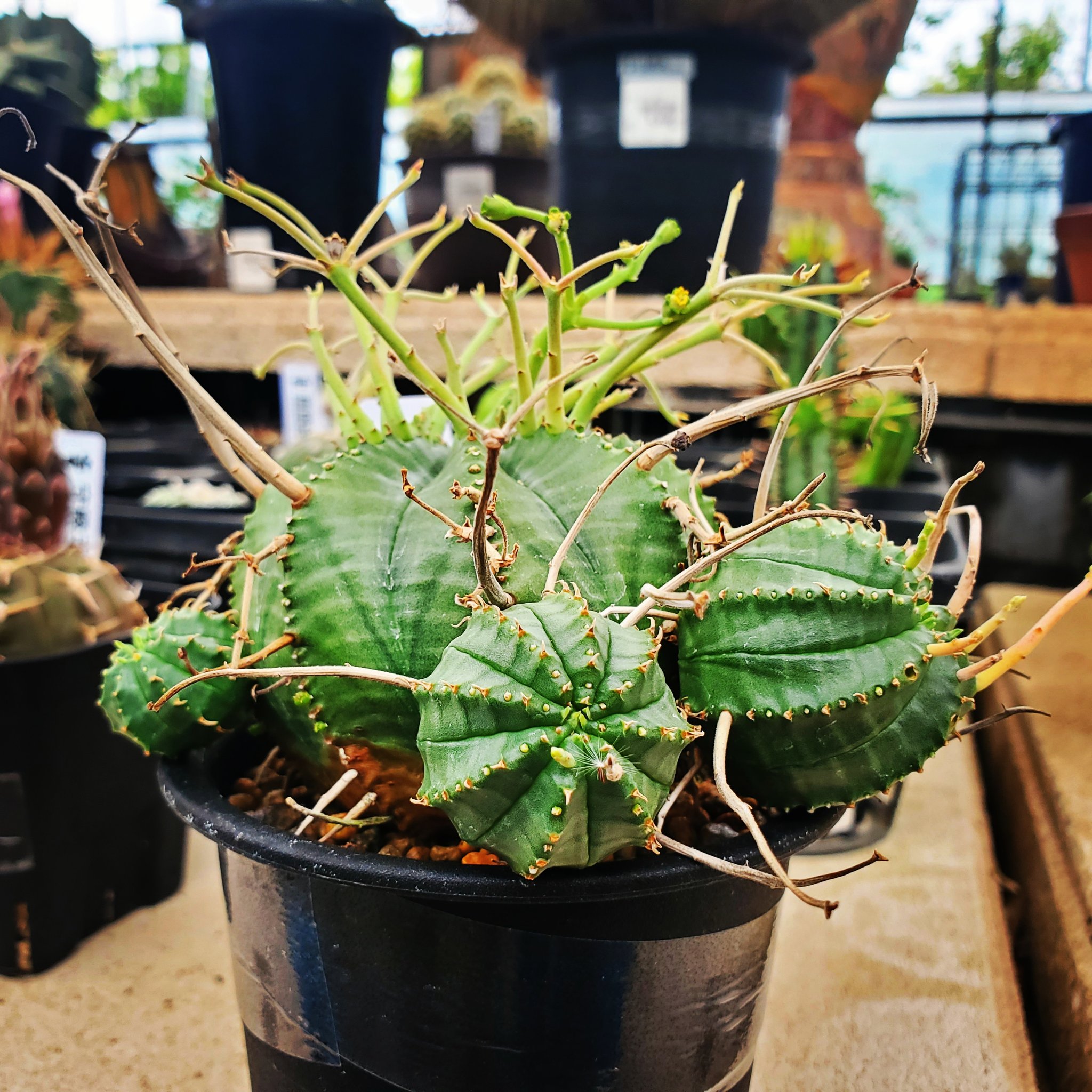 スーパーバリダ - Search / X