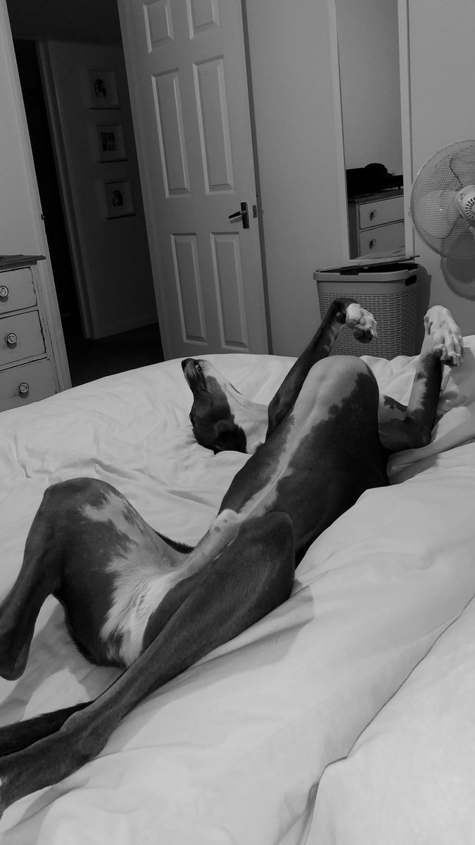 Wolfthewhippet's tweet image. This is how I sleepi 😎