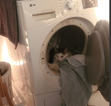 IshikawaCorvus's tweet photo. my cat is insane https://t.co/lSSqCdEm66